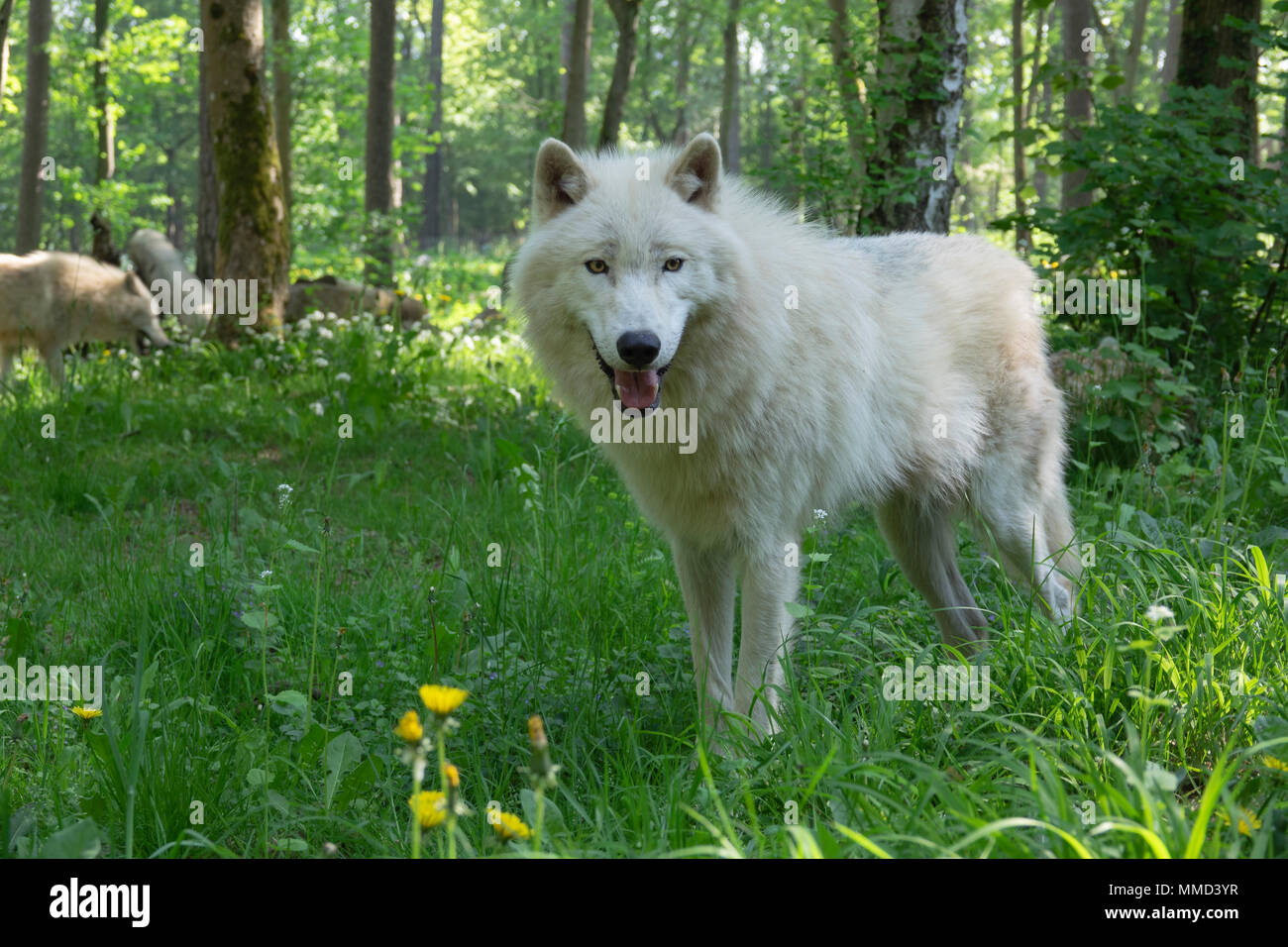 Lobo en un bosque ártico Foto de stock