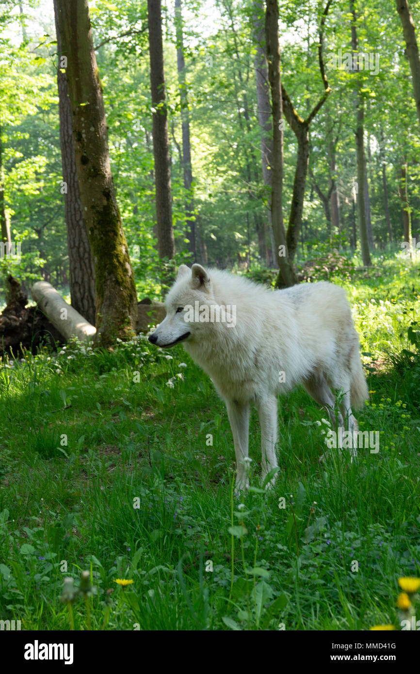 Lobo en un bosque ártico Foto de stock