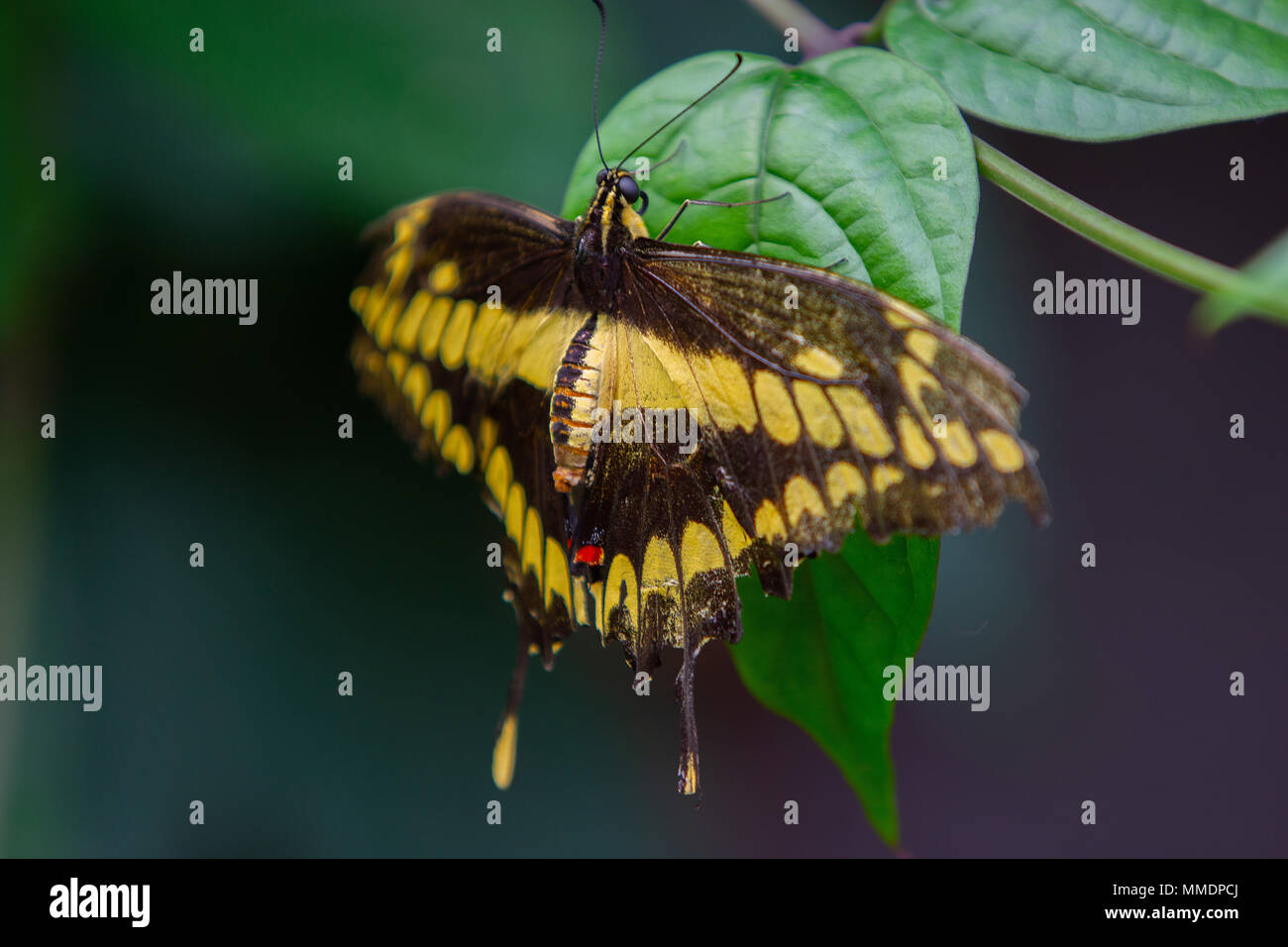 Una hermosa mariposa negra y amarilla descansando sobre una hoja verde Foto de stock