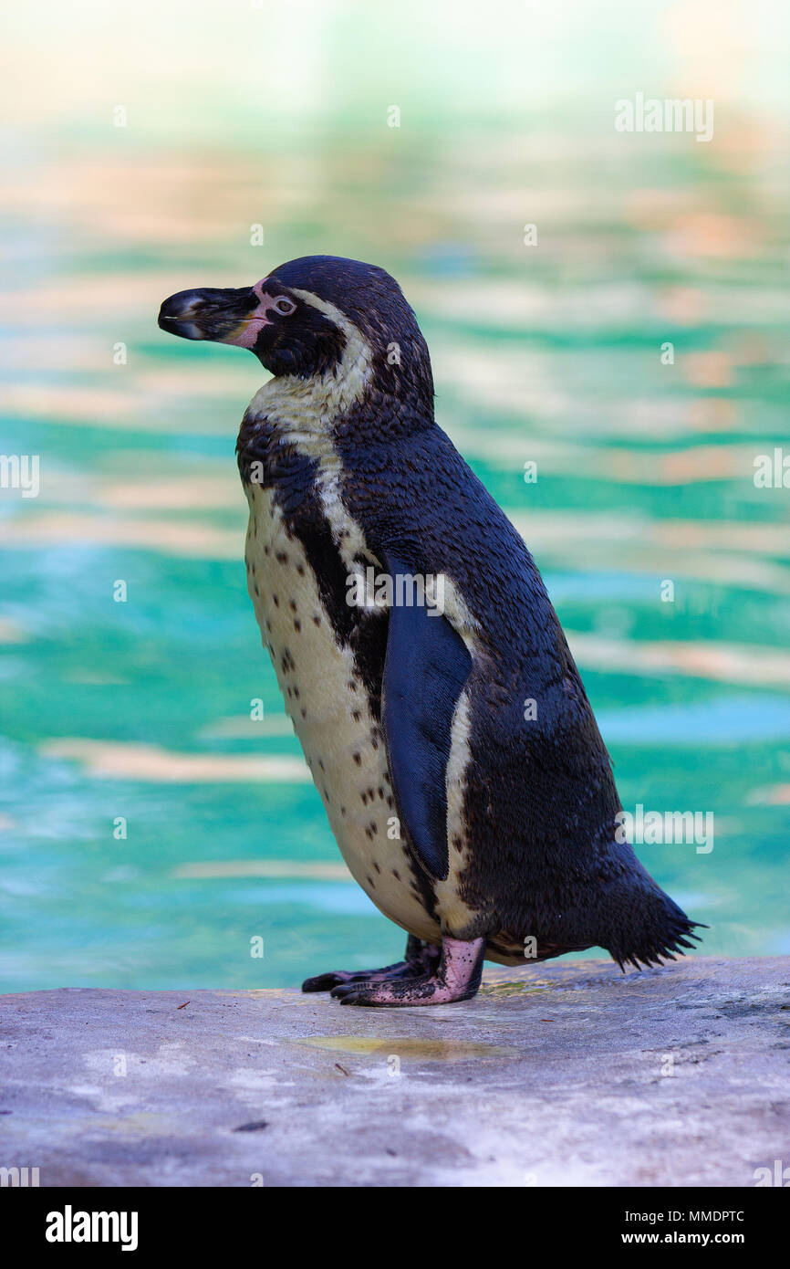 Una bella imagen de un pingüino de pie Foto de stock