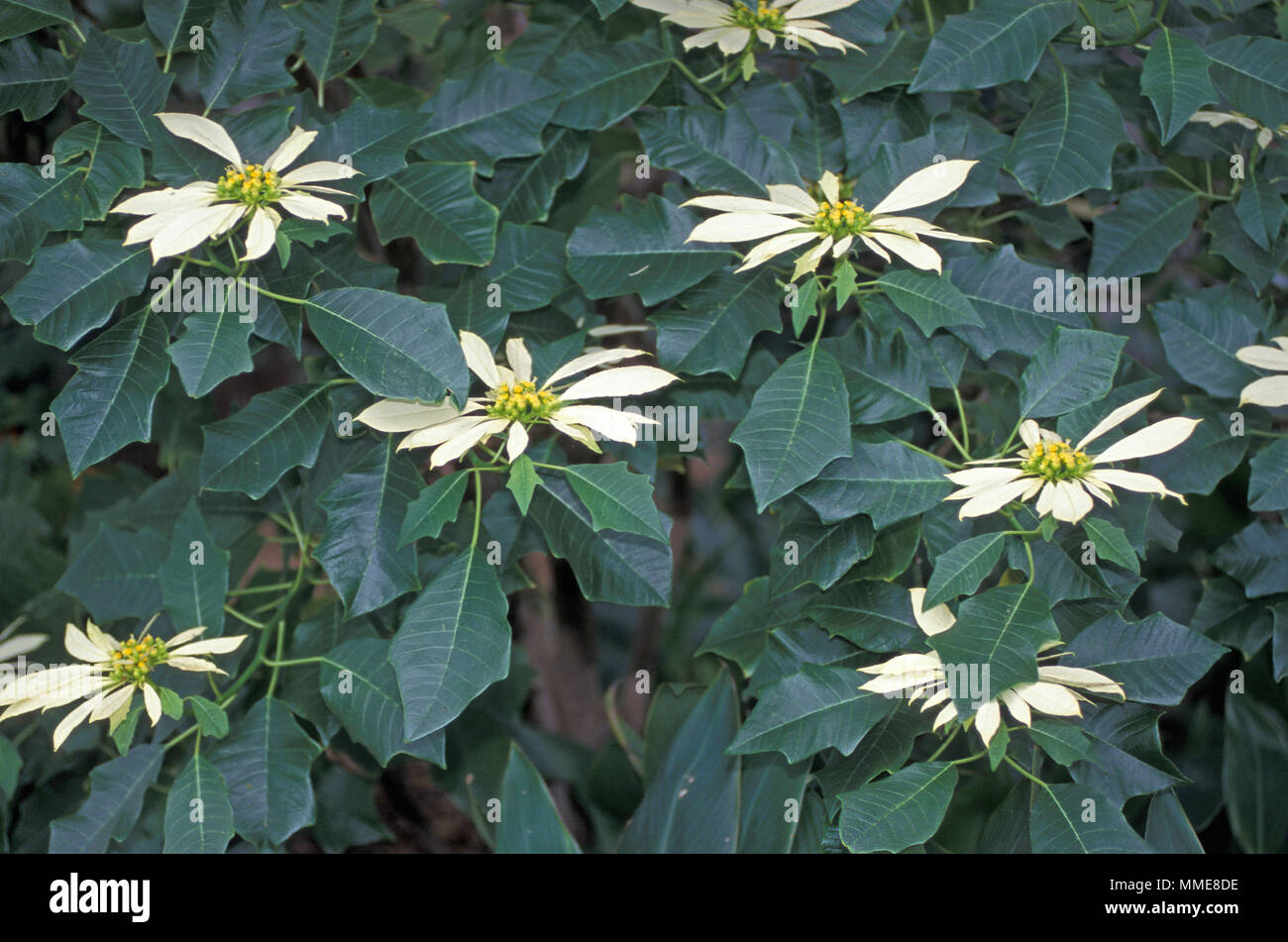 Flor de nochebuena fotografías e imágenes de alta resolución - Página 3 -  Alamy