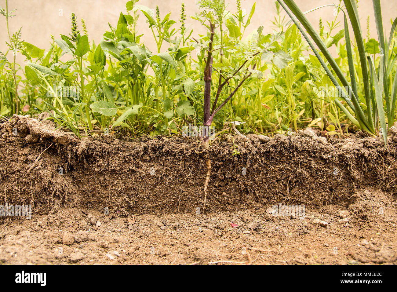 Corte de suelo y planta que crece con raíces visibles Fotografía de stock -  Alamy