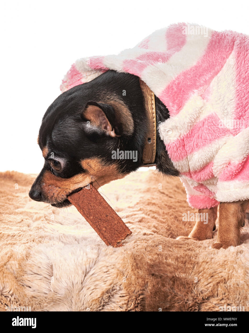 Chihuahua hembra en rosa y blanco ropa perro masticar tratar un modelo de  liberación: Sí/No. Property Release: Sí/No Fotografía de stock - Alamy