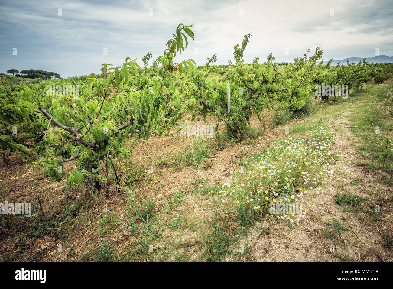 Peach Orchard y cielo nublado. Campo con melocotoneros y daisy flores. Cultivo de frutas Foto de stock