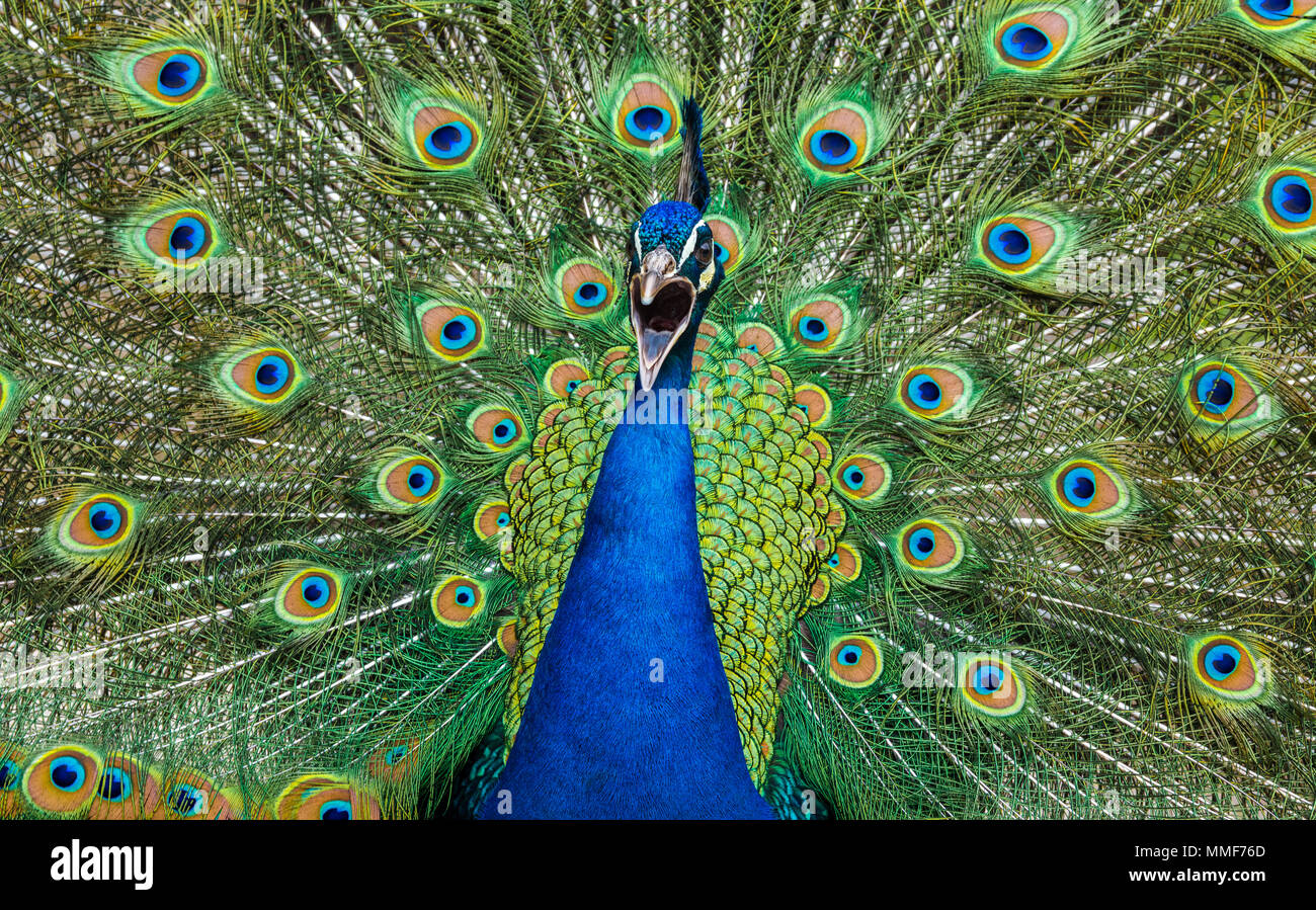 Retrato de gritar peacock enmarcada por coloridos plumaje Foto de stock