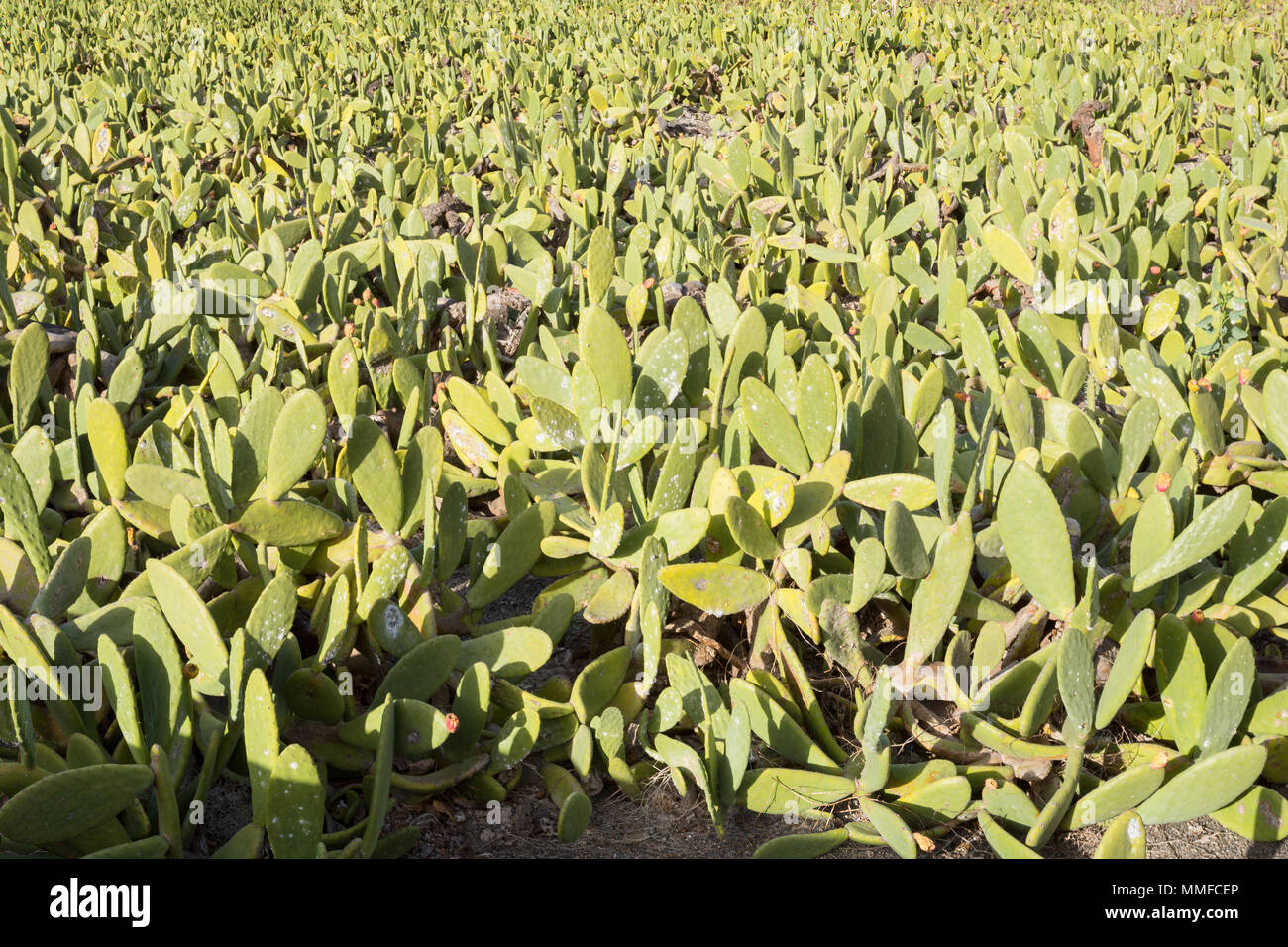 LANZAROTE, Islas Canarias, España, Europa: Canary cactus tierras agrícolas de cultivo para la producción de cochinilla. Foto de stock