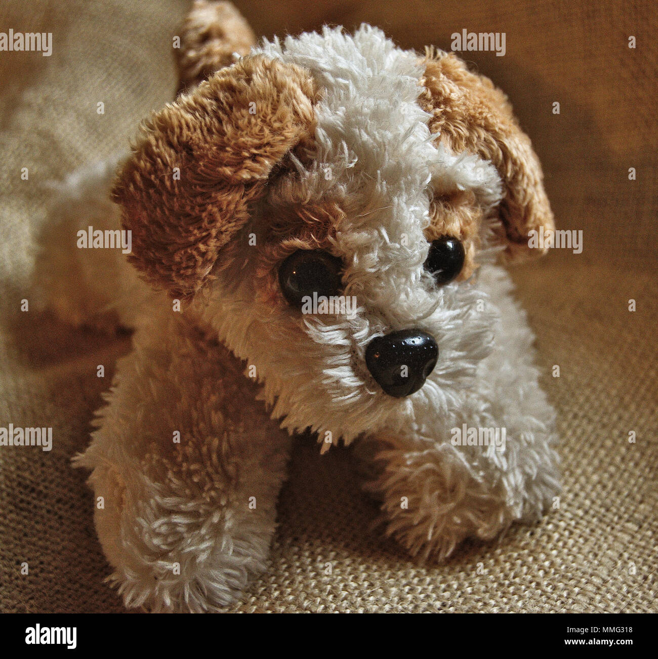 Perro con osito de peluche fotografías e imágenes de alta resolución - Alamy