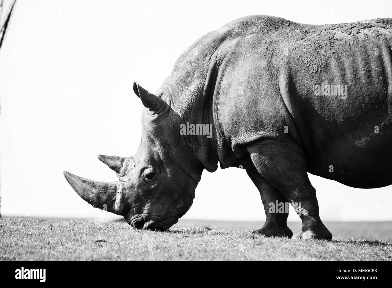 Los animales salvajes en su hábitat natural Fotografía de stock Alamy