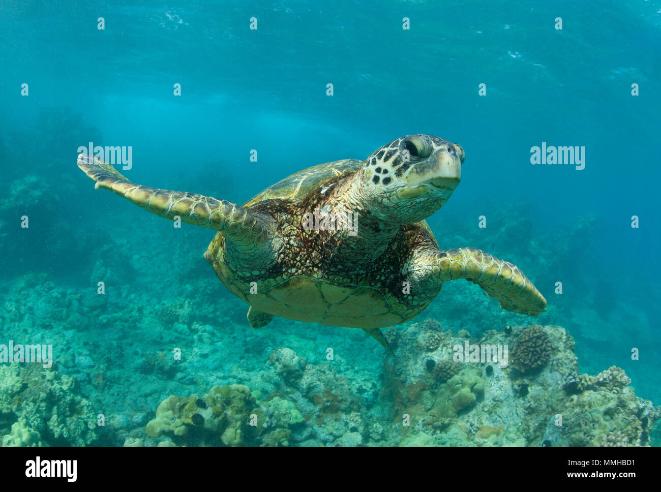 Tortuga de mar verde nadando cerca de la costa de Maui. Foto de stock