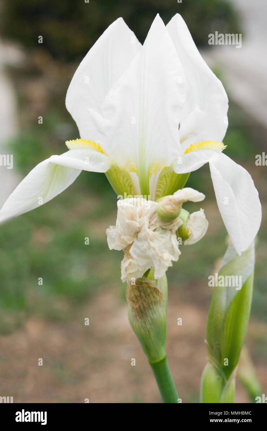 Iris germanica es el nombre aceptado para una especie de plantas con flores  en la familia Iridaceae conocido comúnmente como el quebrantahuesos o el  alemán iris Iris Fotografía de stock - Alamy