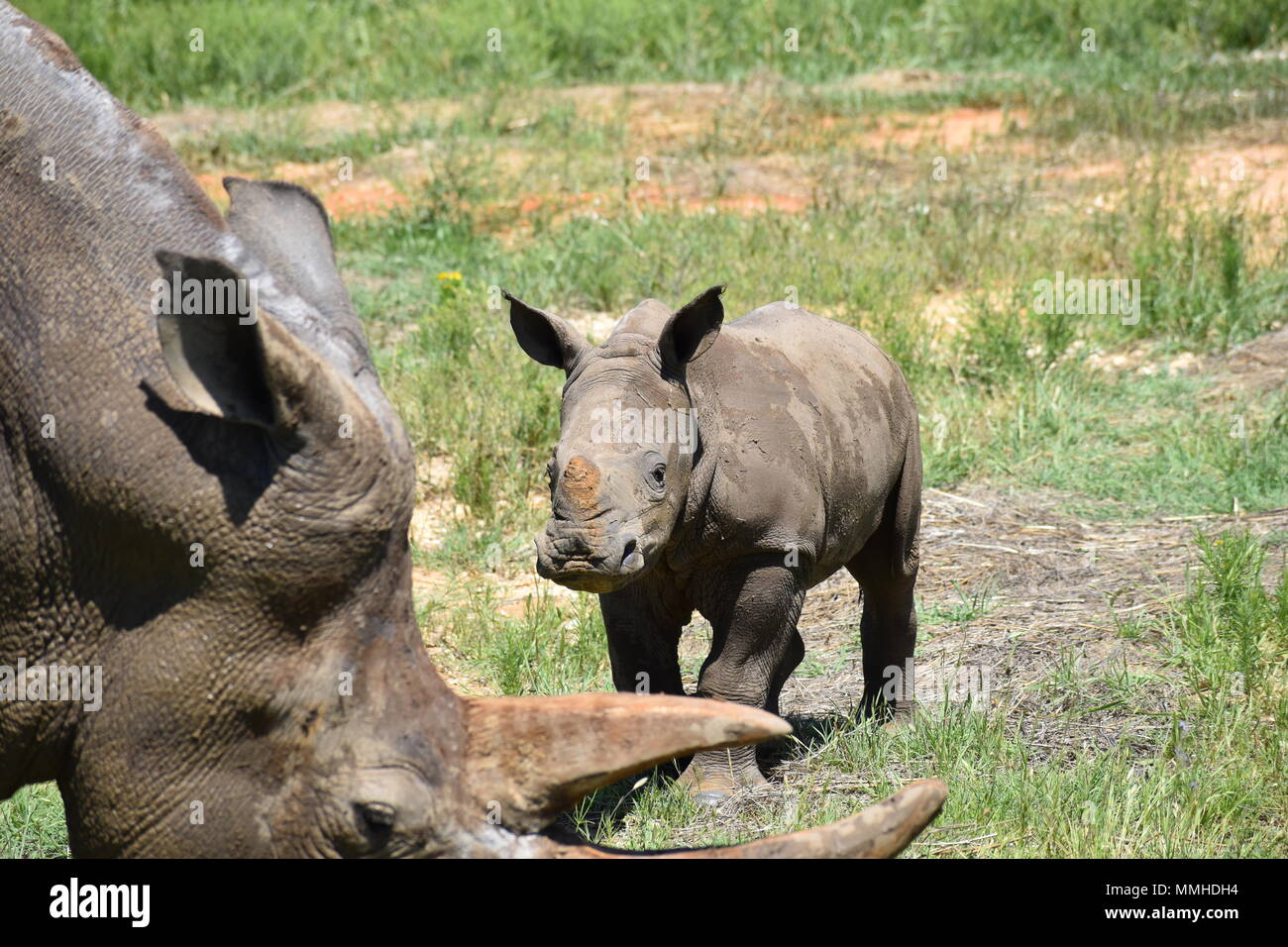 Rinoceronte blanco protegido Foto de stock