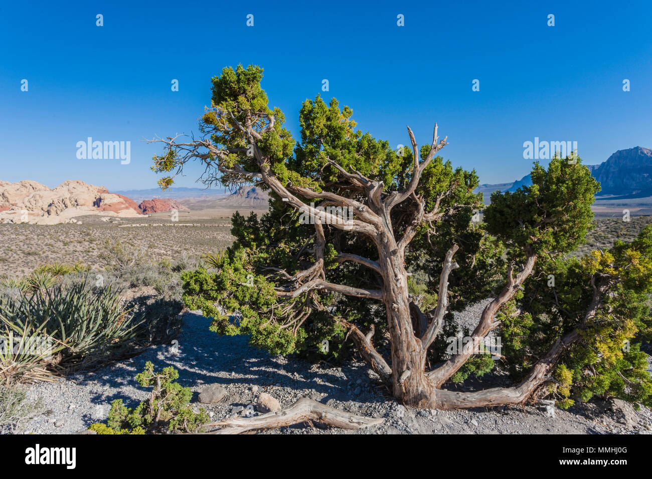 La vegetación del desierto y formaciones rocosas de arenisca en el Area de  Conservación Nacional de Red Rock Canyon fuera de Las Vegas, Nevada  Fotografía de stock - Alamy