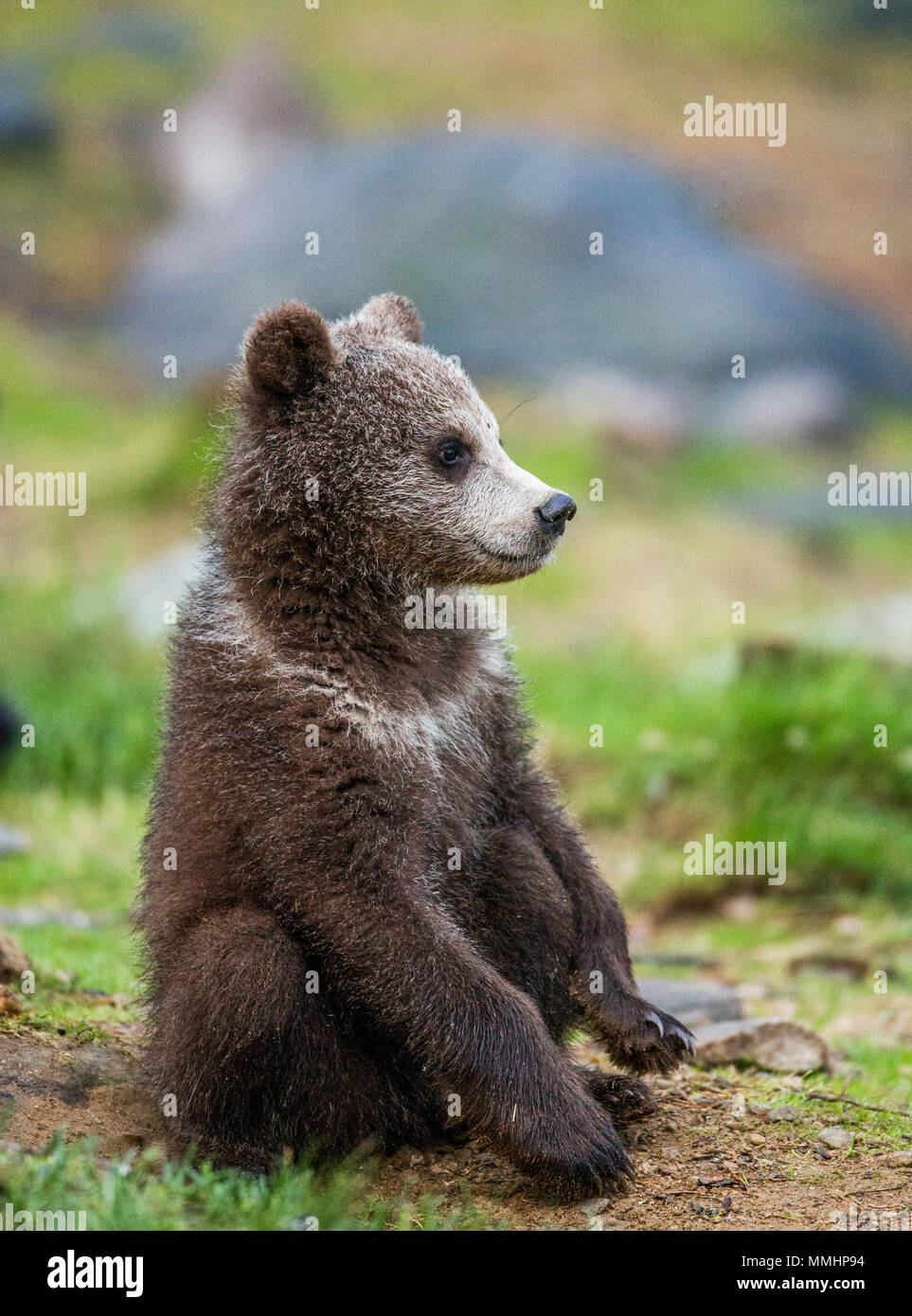 Oso gracioso fotografías e imágenes de alta resolución - Alamy Oso gracioso fotografías e imágenes de alta resolución - Alamy