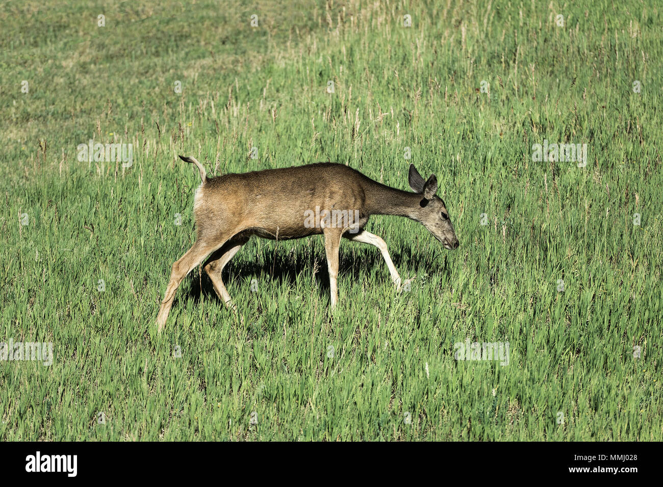 Ciervo solitario buscar alimento, Golden, Colorado, EE.UU. Foto de stock