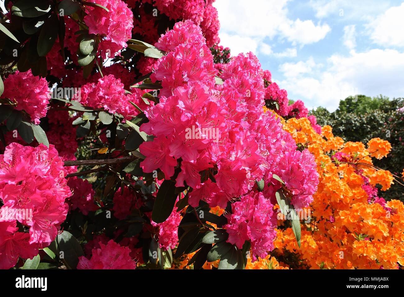 Hampstead Heath jardín de flores de Mayo 2018 Foto de stock