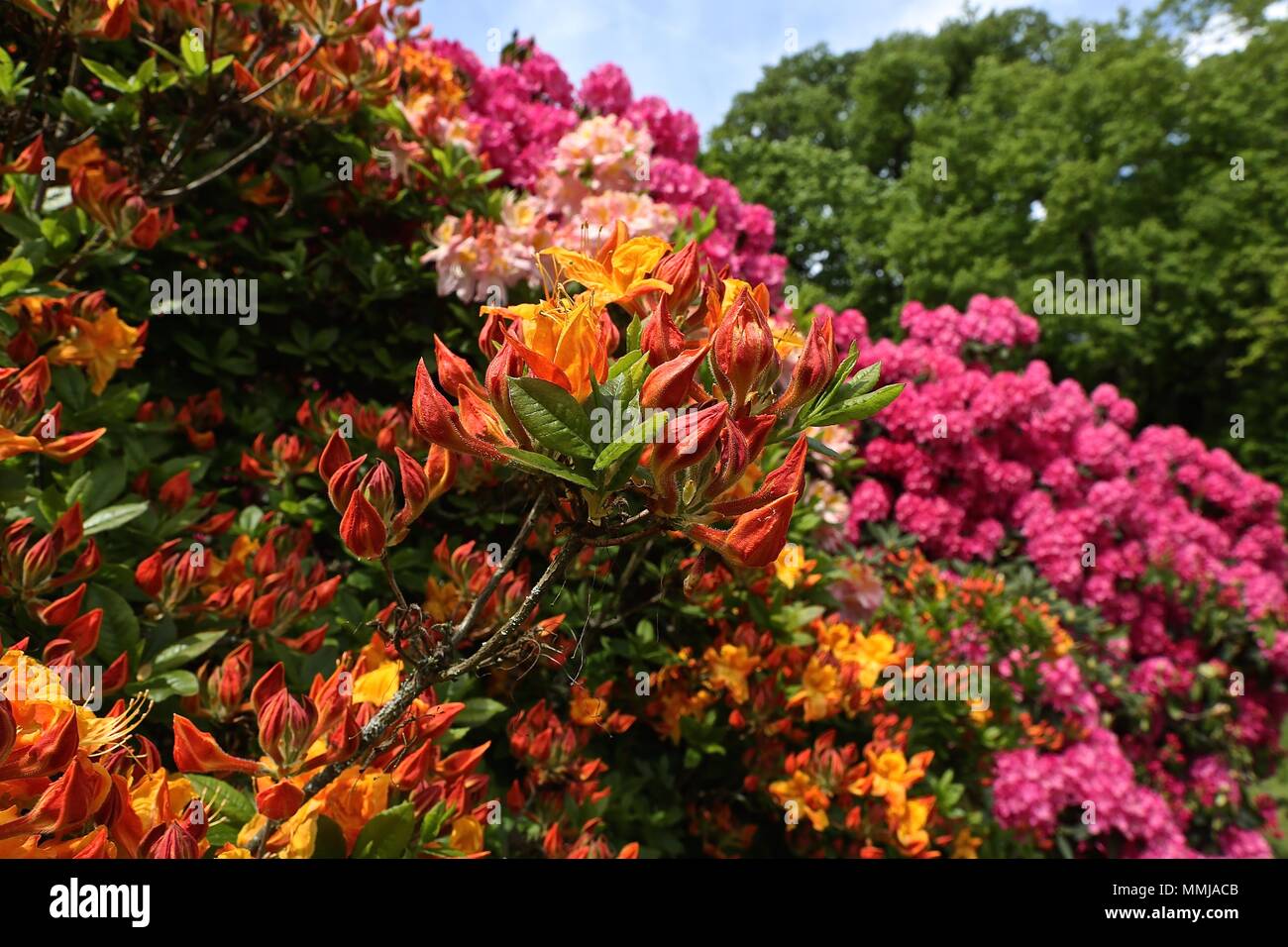Hampstead Heath jardín de flores de Mayo 2018 Foto de stock