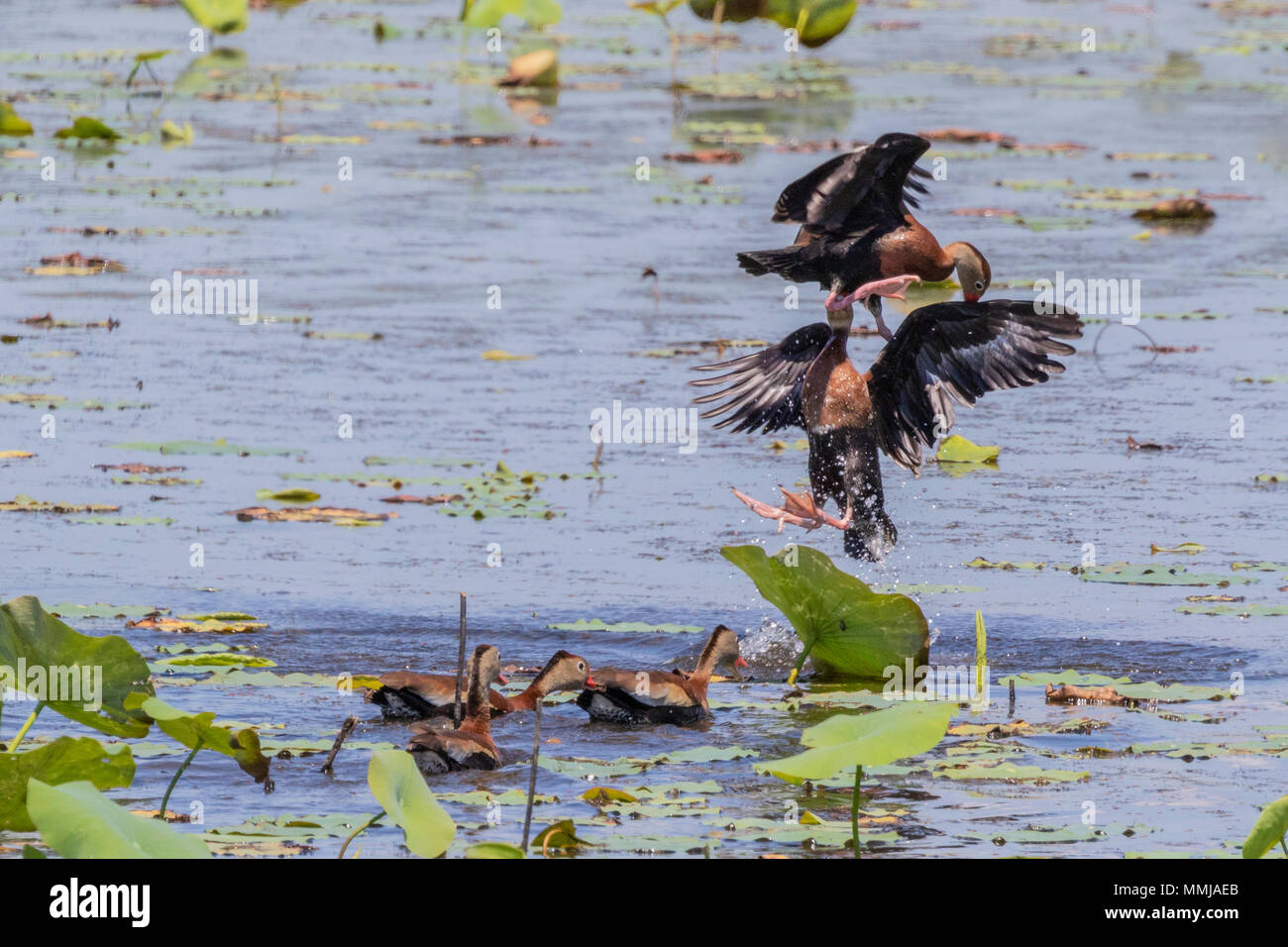 Negro-curva Whistling-Duck sobre Cuchareta's Pond en Anahuac National Wildlife Refuge en el sudeste de Texas. Foto de stock