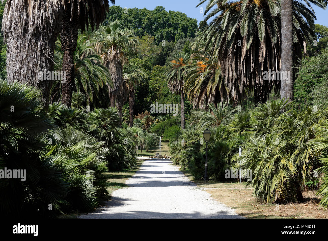Viale delle Palme (Avenida de Las Palmas) que conduce a la fuente de los  tritones en el Orto Botanico di Roma o del jardín botánico de Roma. Ubicado  en Fotografía de stock -