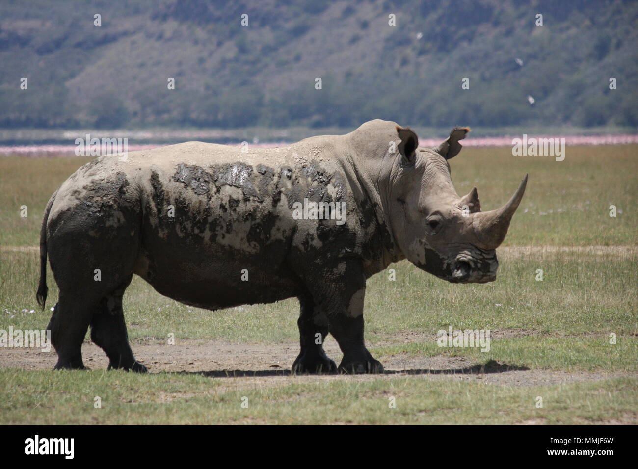 Rhino con refrigeración de secado de lodo en su piel Foto de stock