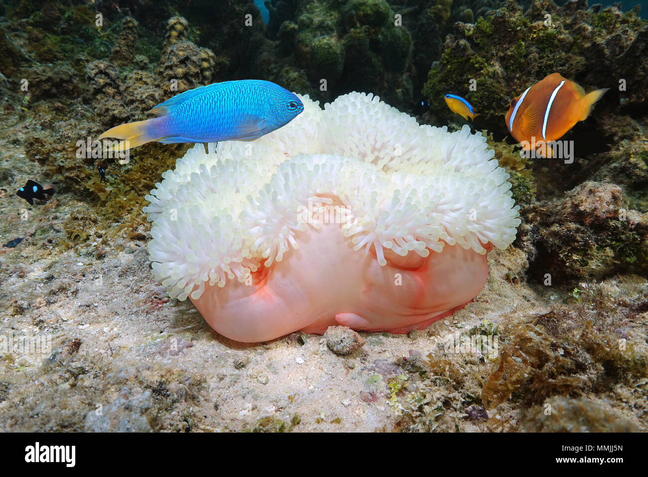 La vida marina, una magnifica anémona de mar, Heteractis magnifica, con coloridos peces tropicales, Océano Pacífico, Bora Bora, Polinesia Francesa Foto de stock