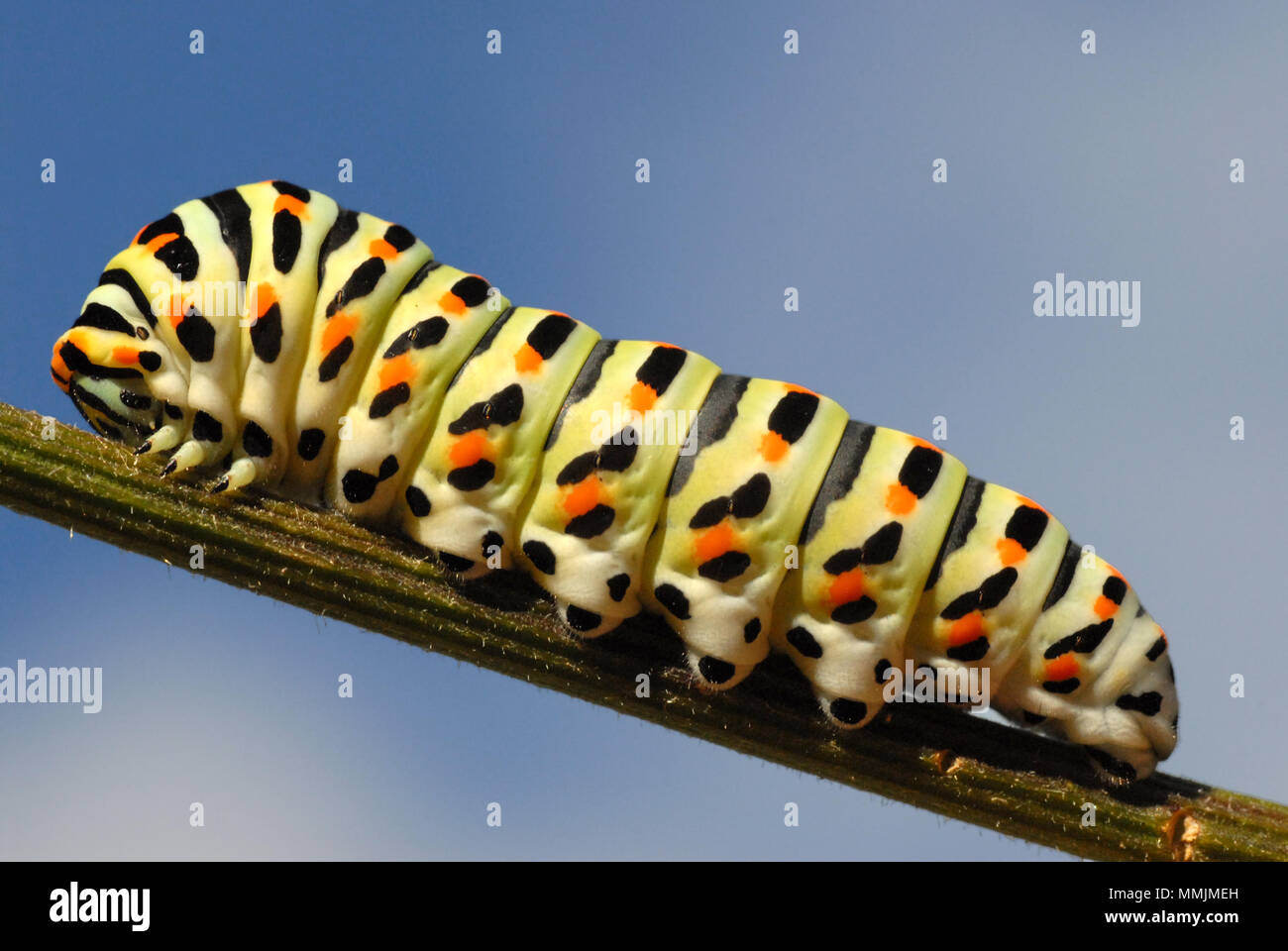 Macro de Caterpillar de especie (Papilio machaon) sobre el vástago, vistos de perfil, sobre fondo de cielo azul Foto de stock