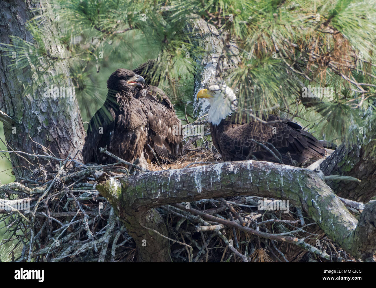 Una familia de águilas calvas (Haliaeetus leucocephalus) , un adulto y dos  menores, en su nido. Spring, Texas,  Fotografía de stock - Alamy