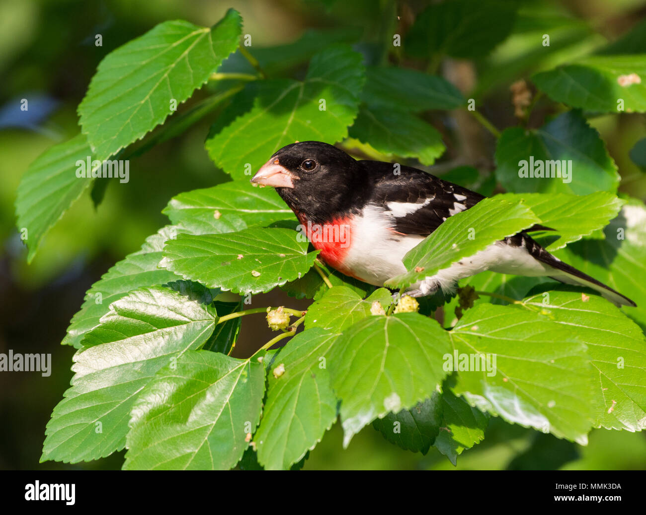 Una rosa-breasted Grosbeak (Pheucticus ludovicianus) encaramado entre las hojas verdes de una morera. High Island, Texas, EE.UU. Foto de stock