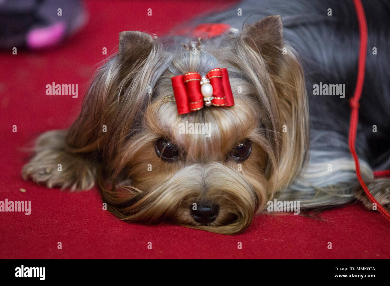 Show dogs 2018 fotografías e imágenes de alta resolución - Alamy