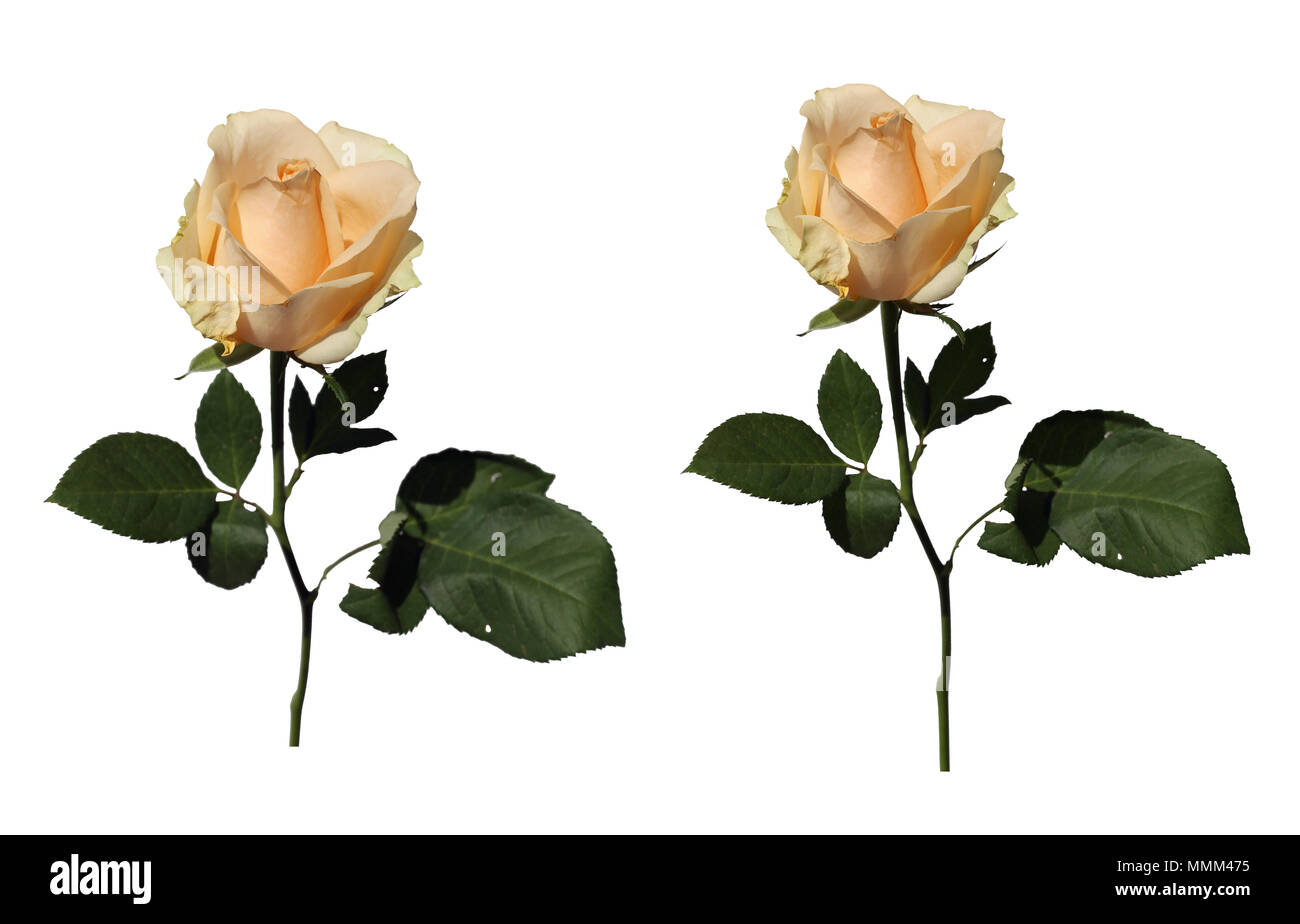 Rosas blancas naturales fotografías e imágenes de alta resolución - Alamy