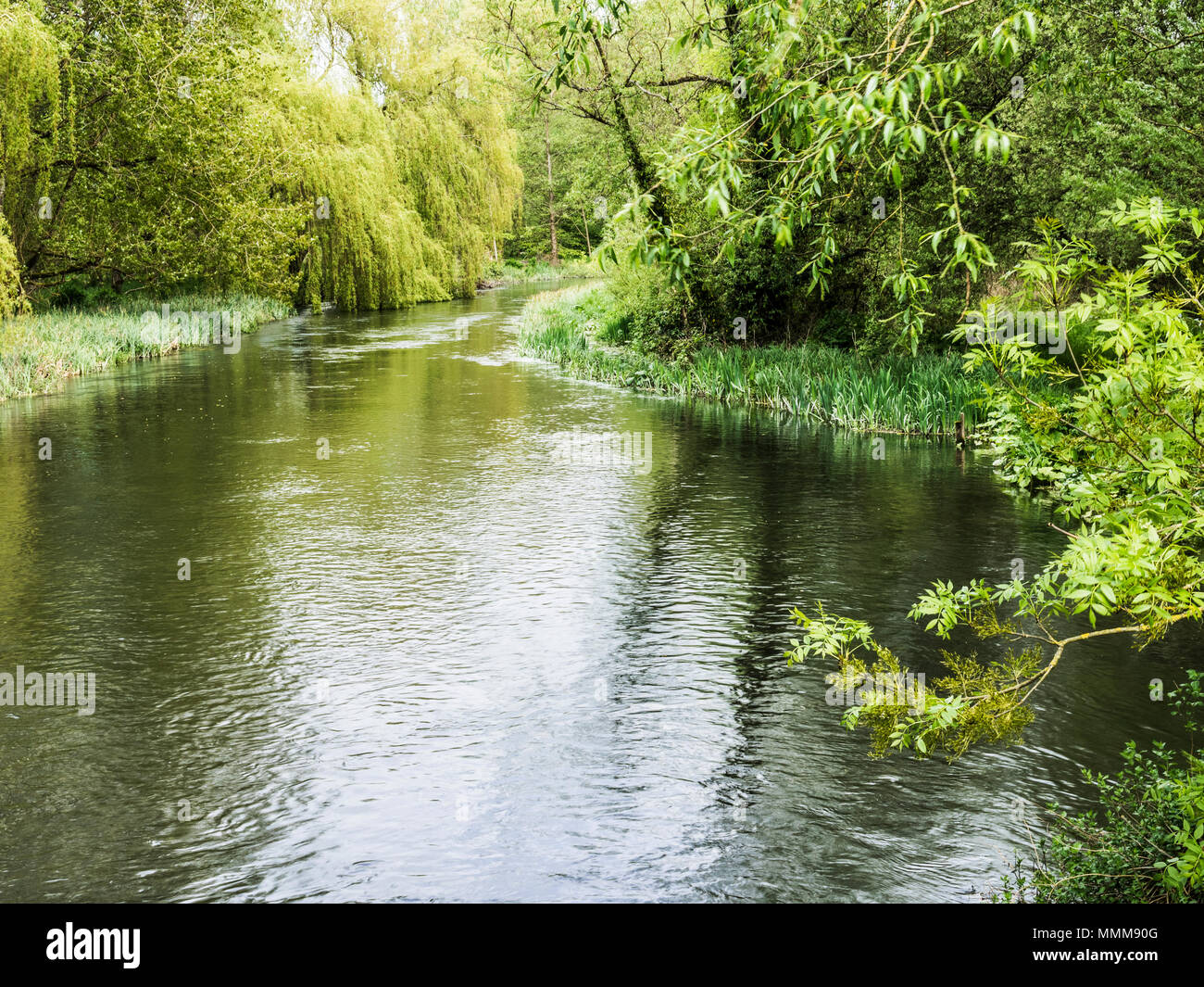 Un soleado día de primavera a lo largo del río Kennett en Wiltshire. Foto de stock