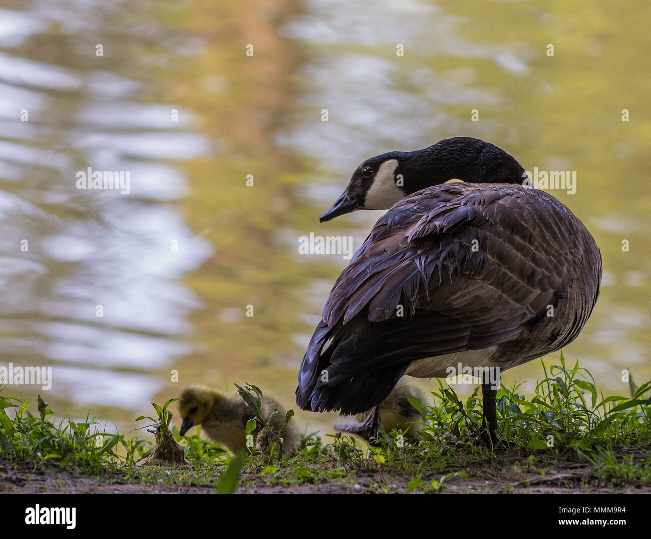 Foto de un ganso canadiense y los jóvenes. Tomada en el escénico Río Maumee en el noroeste de Ohio. Foto de stock