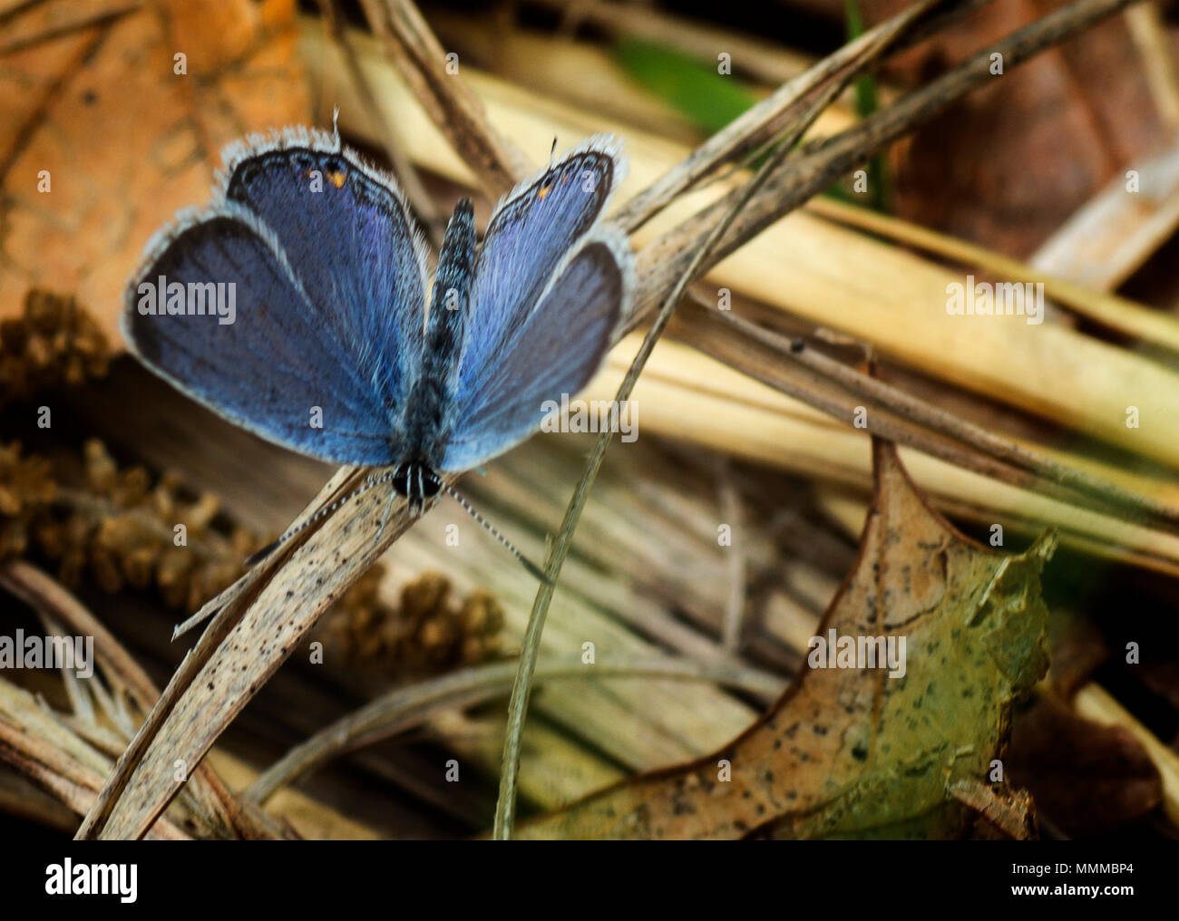 Una foto de una cola Oriental mariposa azul . Foto de stock