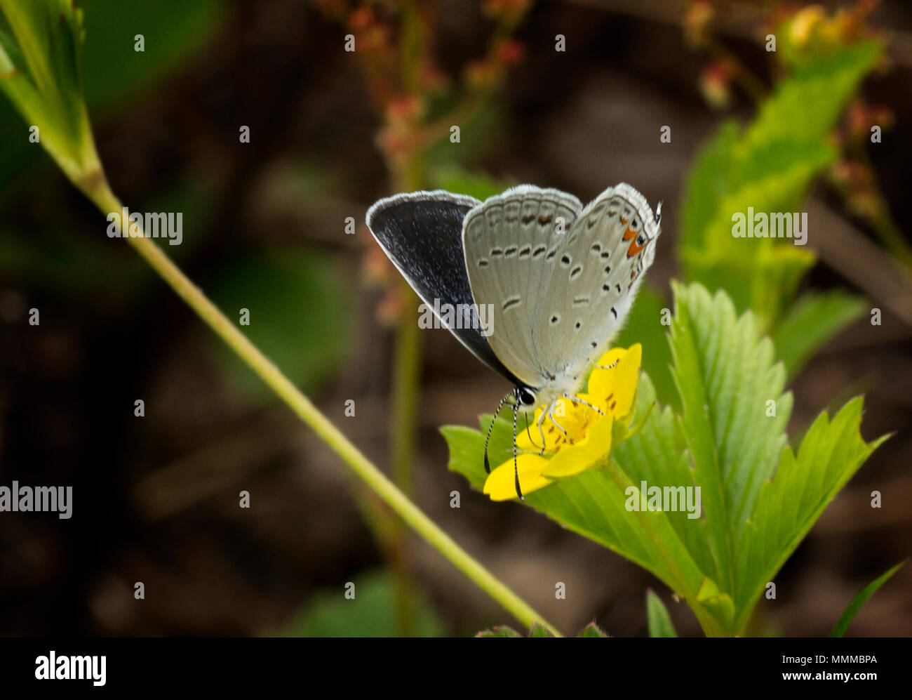 Una foto de una cola Oriental mariposa azul sobre fondo amarillo wildflower. Foto de stock