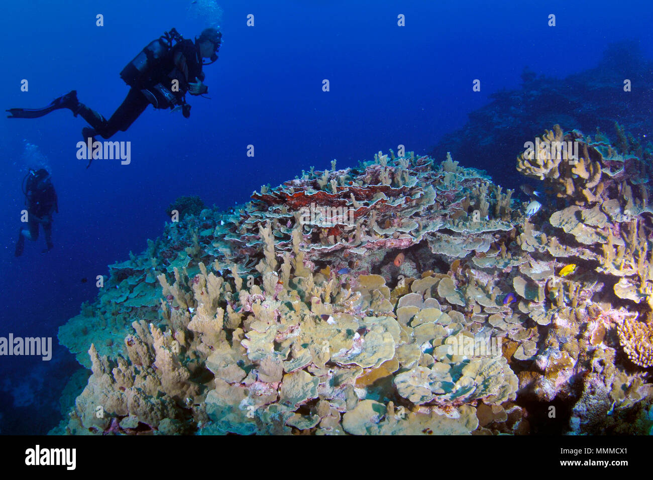 Los buceadores exploran prístina un arrecife de coral en la isla de Wallis, Wallis y Futuna, Pacífico Sur Foto de stock