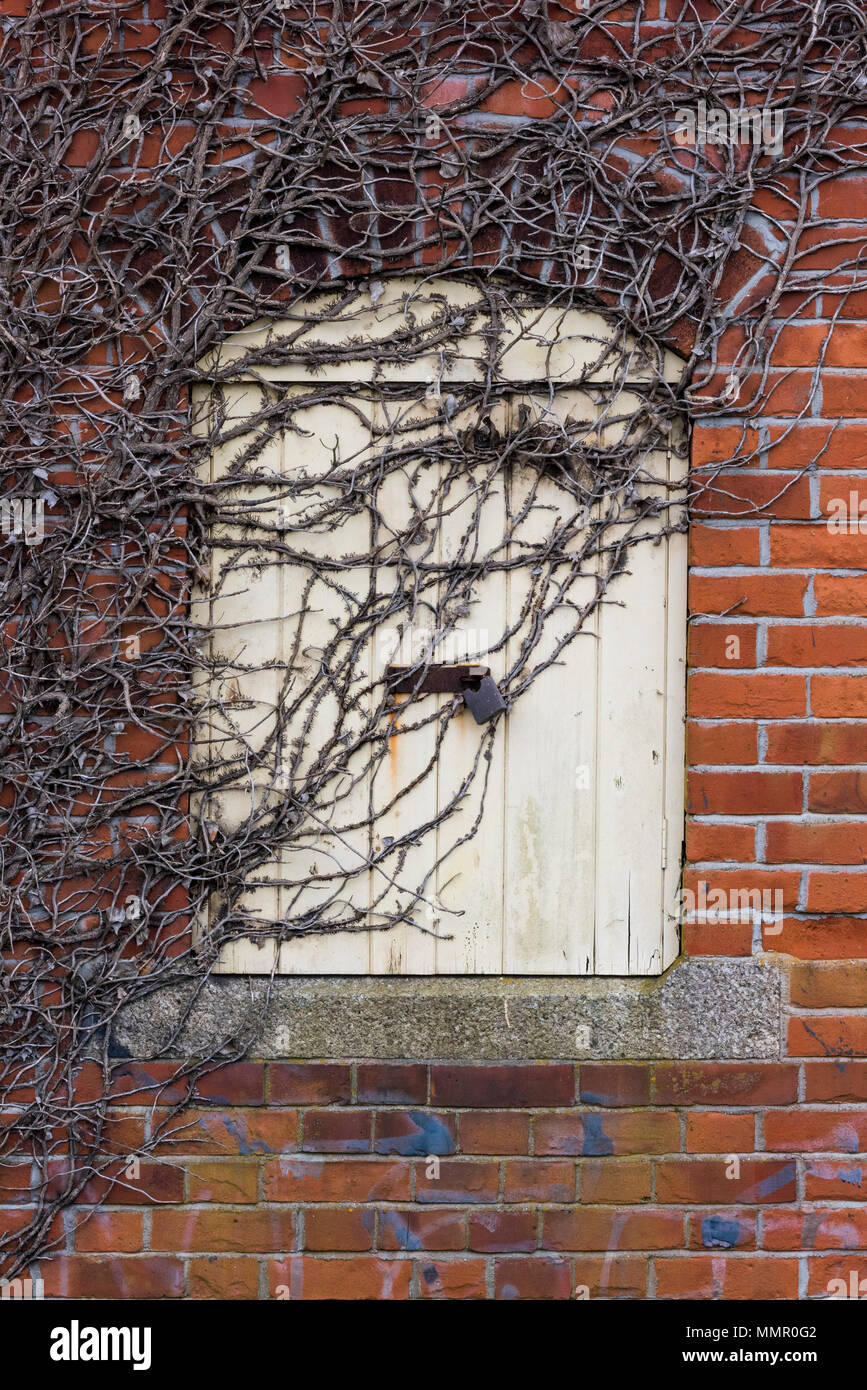 Las zarzas crecen más de una antigua puerta de un antiguo edificio rústico granja puerta de madera. Foto de stock