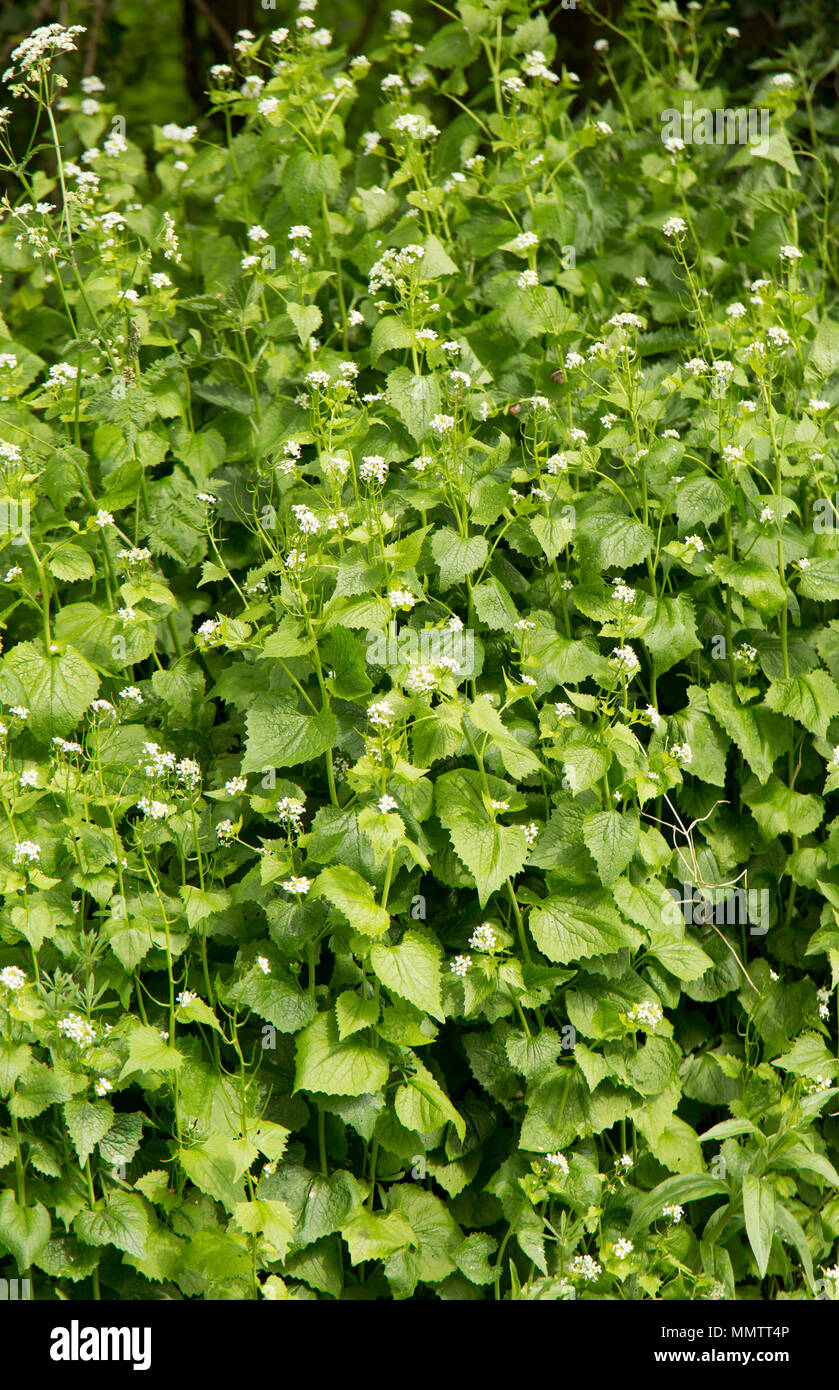 Floración Jack-por-la-Hedge, Alliaria petiolata, crecer junto a un pequeño país road en el norte de Dorset, Inglaterra GB. Es comestible y también conocido como Foto de stock