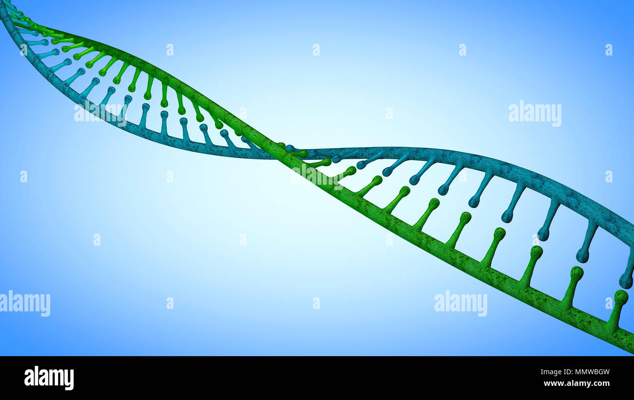 Adn, ácido desoxirribonucleico es un hilo-como la cadena de nucleótidos llevando las instrucciones genéticas de todos los organismos vivos conocidos. Hélice de ADN Foto de stock