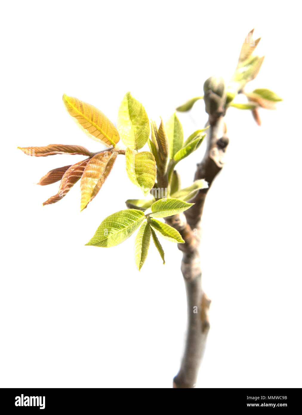 Las hojas de nogal en una rama. aislado sobre fondo blanco. Foto de stock