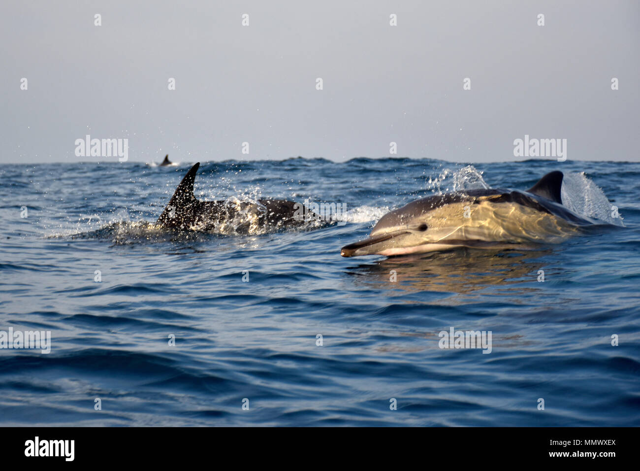 Larga picuda, delfín común Delphinus capensis, nadando en la superficie off Café Bahía, Costa Salvaje de Eastern Cape, Sudáfrica Foto de stock