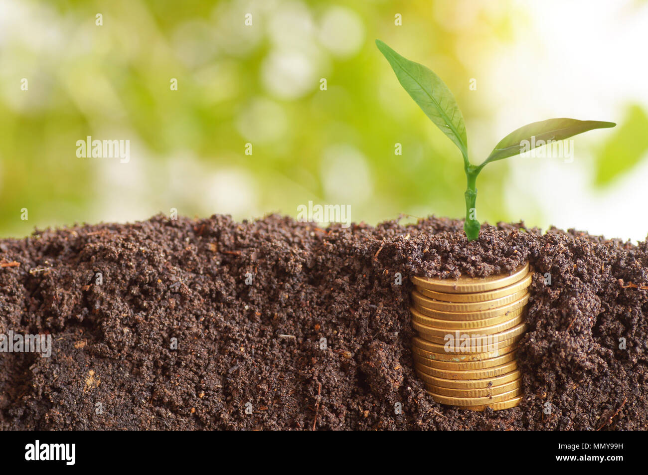 El crecimiento de los árboles y apiladas en monedas con el suelo, el concepto de ahorrar dinero de los negocios, las finanzas, la economía y la cuenta bancaria Foto de stock