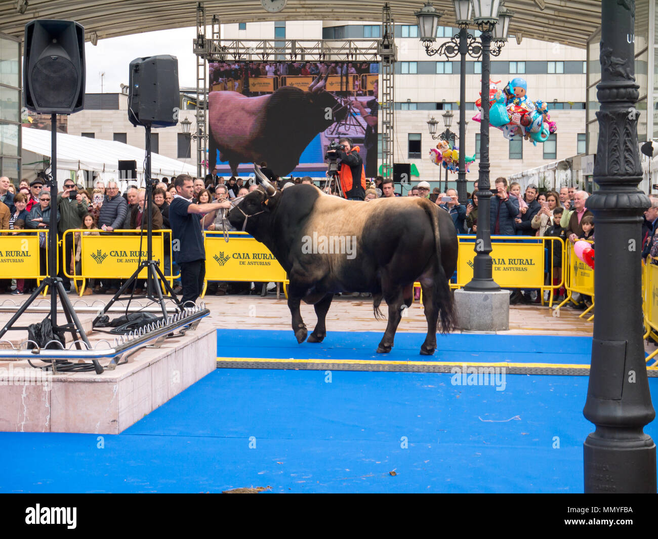 OVIEDO, España - 12 de mayo de 2018: ganadero presenta el toro campeón en la gala de cría en la Feria de la Ascensión, Oviedo, España. Foto de stock