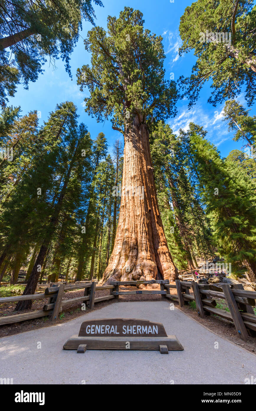 General Sherman Tree, el árbol más grande de la Tierra, en los árboles Sequoia Sequoia National Park, California, EE.UU. Foto de stock