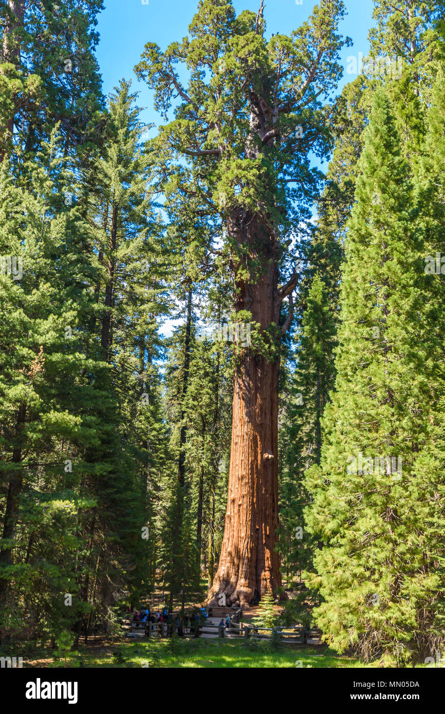 General Sherman Tree, el árbol más grande de la Tierra, en los árboles Sequoia Sequoia National Park, California, EE.UU. Foto de stock