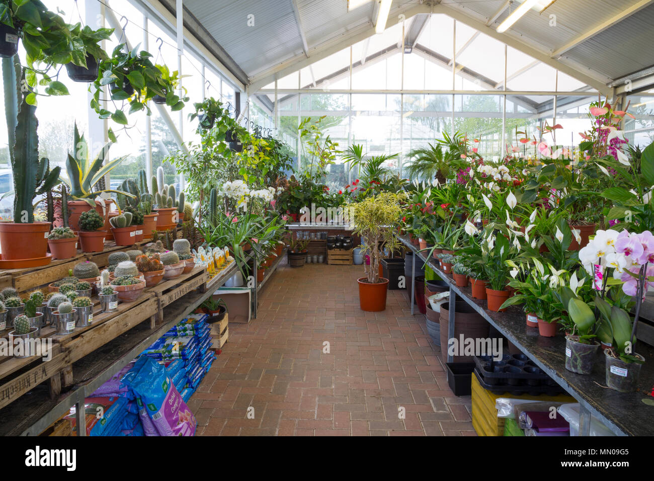Una amplia selección de Interior de plantas de casa en venta en un centro de jardinería Foto de stock