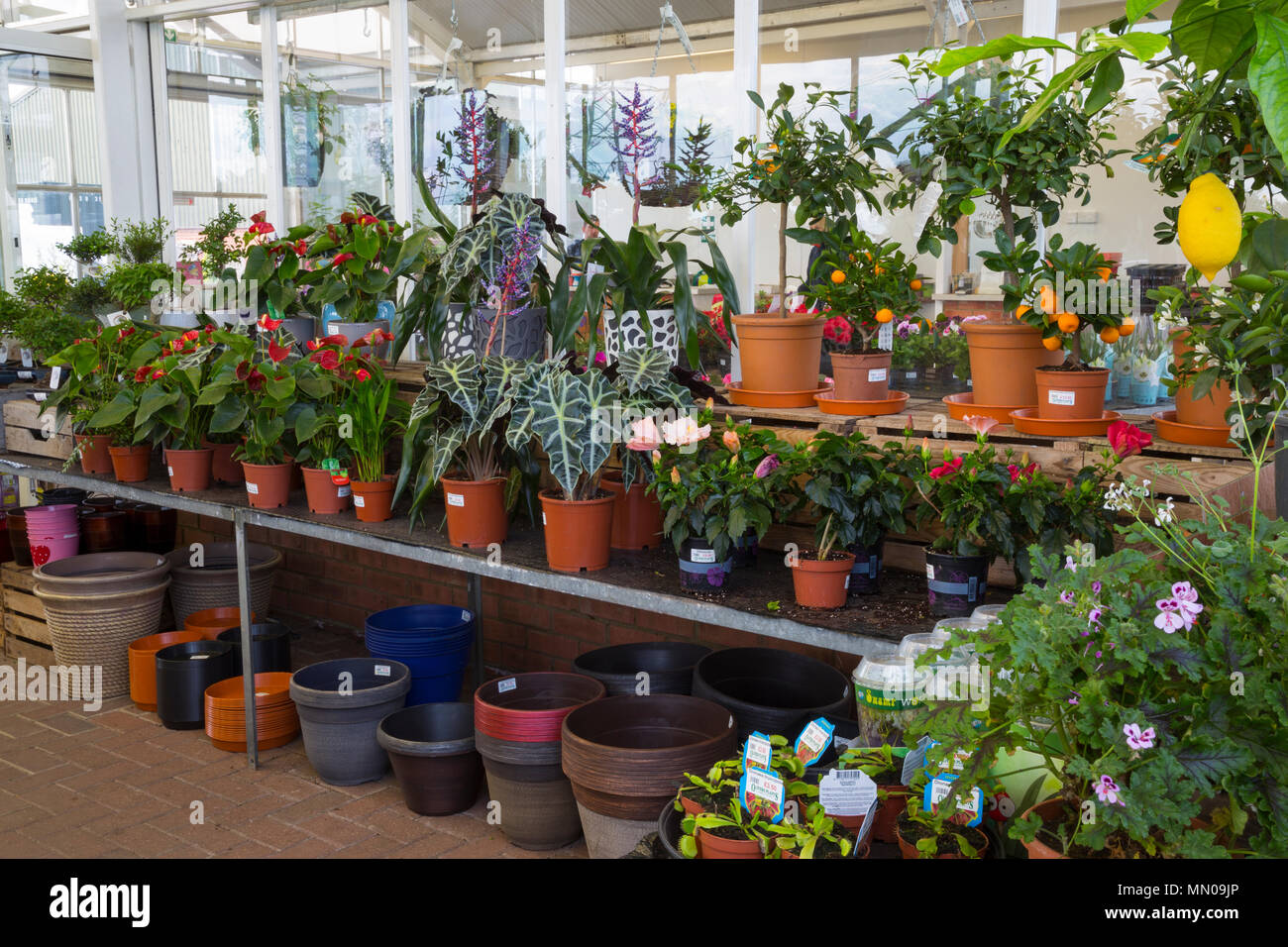 Una variedad de Interior de plantas de casa en venta en un centro de jardinería Foto de stock