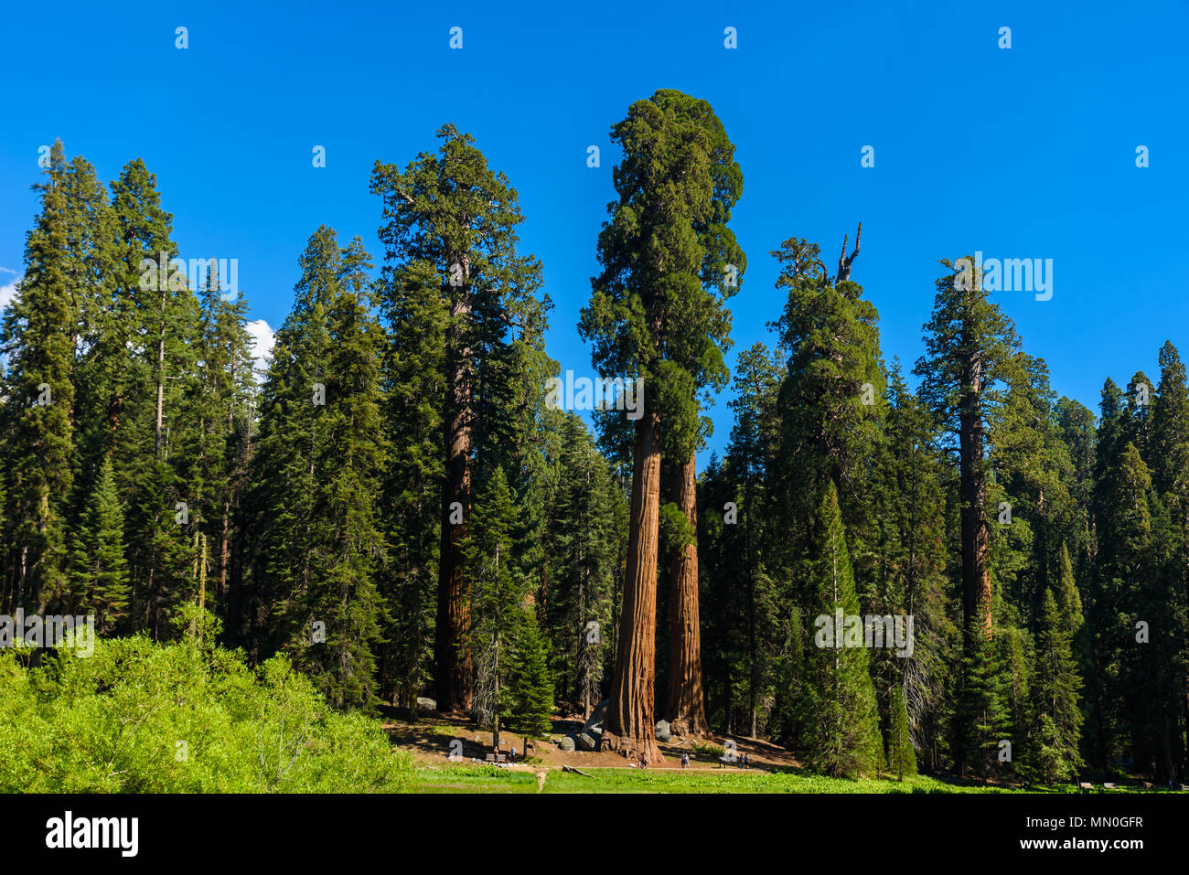 La gente caminando en el Sendero de los grandes árboles en el Parque Nacional de las Secuoyas dónde están los árboles más grandes del mundo, California. Ee.Uu.. Foto de stock