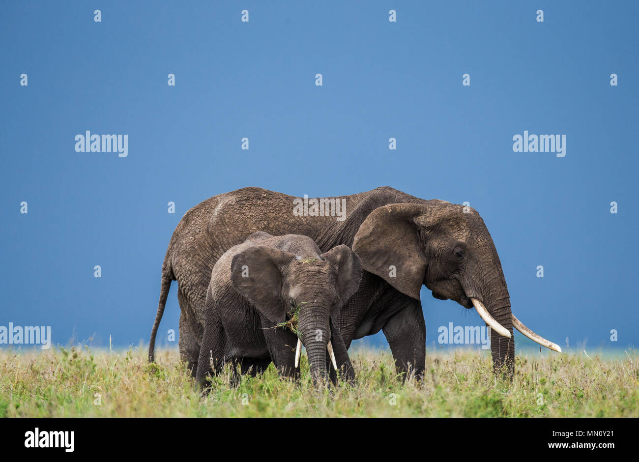 Grupo de elefantes en la sabana. África. La República Unida de Tanzanía. Parque Nacional de Serengueti . Foto de stock