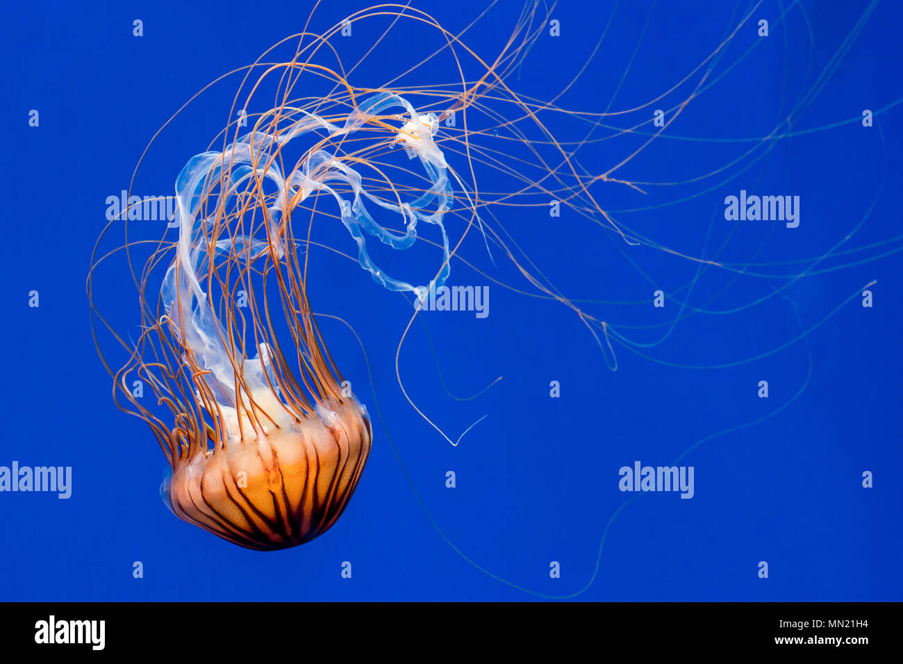 Ortiga de mar japonés (Chrysaora pacifica) medusas nadar mostrando largos tentáculos final Foto de stock