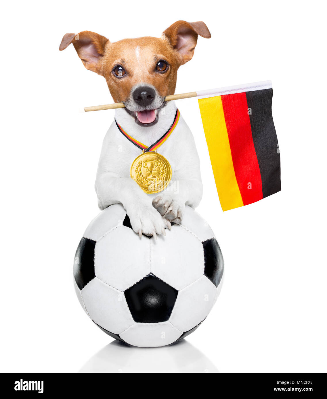 Jack Russell fútbol perro jugando con la pelota de cuero , aislado sobre  fondo blanco y bandera alemana Fotografía de stock - Alamy