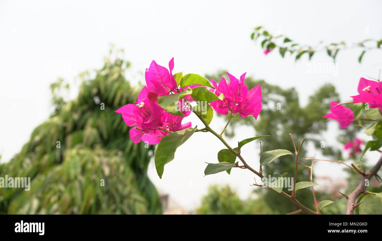 Fondos de pantalla hermosa flor fotografías e imágenes de alta resolución -  Alamy